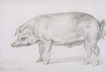 Hereford Boar, c.1803-04 (penna på papper)