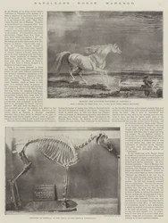 Napoleons häst, Marengo