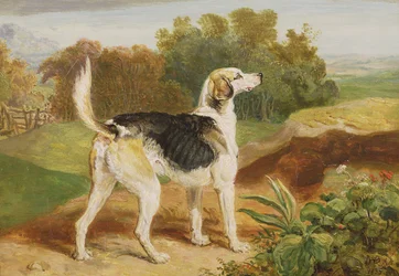 Ravager, en av Lambton Hounds (olja på panel)