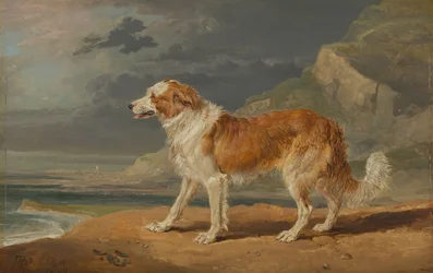 Grovbelagd Collie