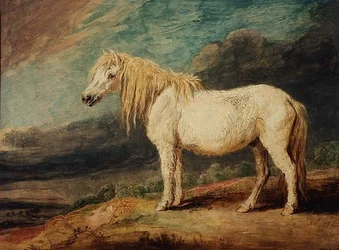 Shetlandsponny
