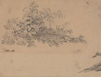 Studie av undervegetation