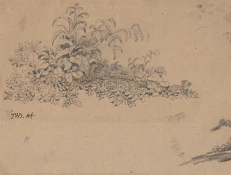 Studie av undervegetation