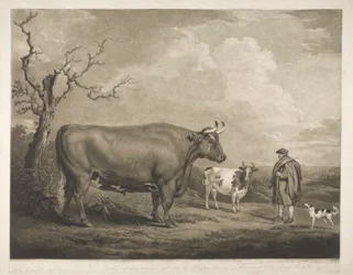 Spottiswoode Oxen