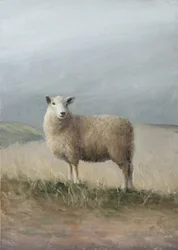 Får i bete