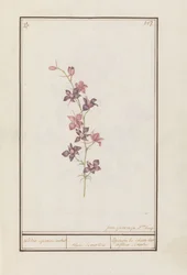 Larkspur (Consolida) riddarsporre ankel. / blomma enkel. / Esperon de chevalier afluer enkel. (titel på objekt)