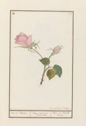 Roos (Rosa) maend Roose / Rose of all months / Rose de tous les mois (titel på objekt)