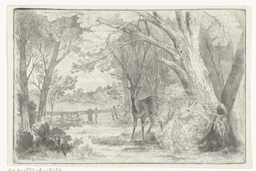 Park landskap med rådjur