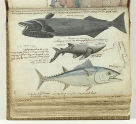En tonfisk, en haj och en remora