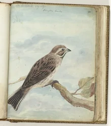 holländsk fågel