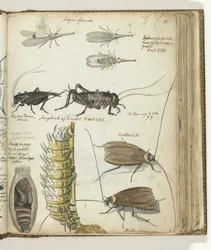insekter