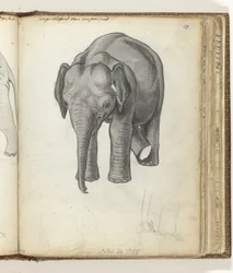 ung elefant