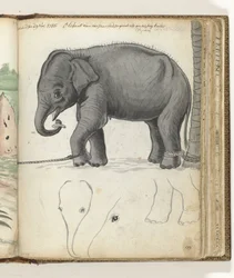 Ung elefant på ett träd