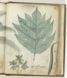Sukoon blad och frukt