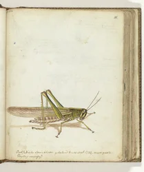 gräshoppa