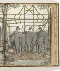 Tämja en vild elefant i det tillfälliga stallet, bakifrån