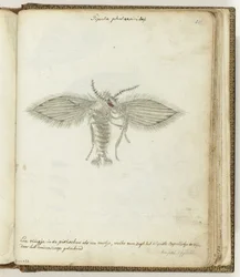 Flyga