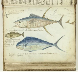 Havsfiske