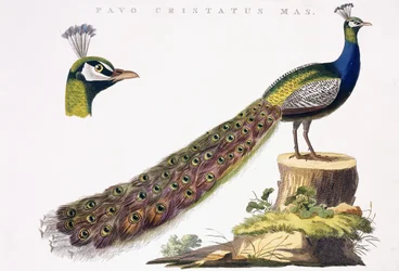 Påfågel, ca 1809-1829