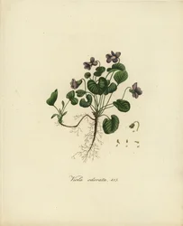 Söt viol eller engelsk viol, Viola odorata