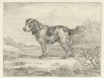 Spaniel står i ett landskap