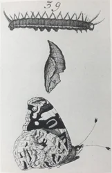 Röd amiral