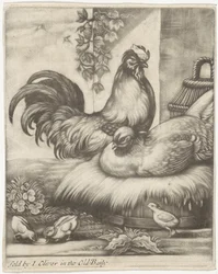 tupp och höna