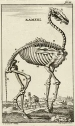 Skelett av en kamel, ca. 1680-talet