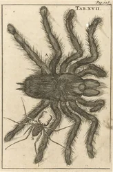 Spindlar XVIII