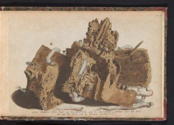 Delar av pålarbeten angripna av skeppsmask, 1731 Tre stycken ekträ från Paalwerk aan de Zee-Dyken, ritade efter livet som det genomborrades av Wurmen (titel på objektet)