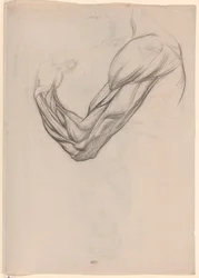 Anatomisk studie av musklerna i en höger arm