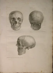 Albinus II, Pl. I, illustration från 