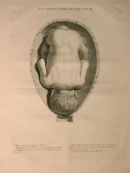 Albinus, Uterus, Pl. III, illustration från 