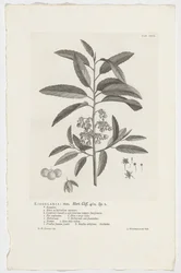 Kiggelaria africana Kiggelaria: mas. Hort. Klippa. 462. sp. 1 (titel på objekt)