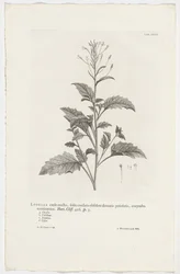 Lobelia cliffortiana Lobelia stam upprätt, hjärtformade blad föråldrat tandade skaft, avslutande corymbose. Trädgård. Klippa. 426. sp. 3 (titel på objekt)