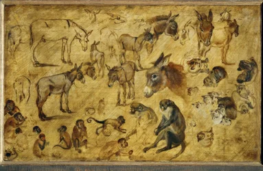 Tierstudien