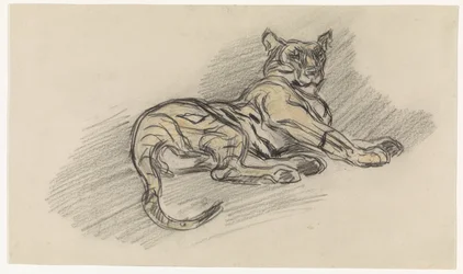 Liggande tiger, vänd åt höger