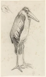 Marabou