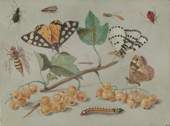 Studie av fjärilar och insekter, ca. 1655.