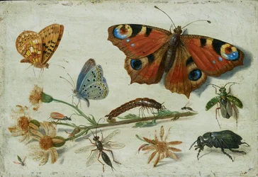 Tre fjärilar, en skalbagge och andra insekter, med en styckning av trasört, tidigt 1650-tal