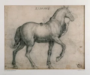 Studie för en häst Teckning av Giovanni Stradano (Jan van der Straet) (1523-1605) Florens, Institutionen för tryck och teckningar, Uffizi (Kontor)