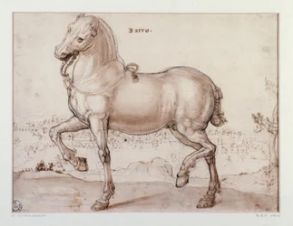 Studie för en häst Teckning av Giovanni Stradano (Jan van der Straet) (1523-1605) Florens, Institutionen för tryck och teckningar, Uffizi (Kontor)