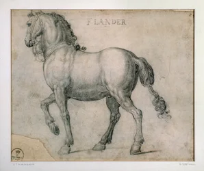 Studie för en häst från Flandern Ritning av Giovanni Stradano (Jan van der Straet) (1523-1605) Florens, Institutionen för tryck och teckningar, Uffizi (Kontor)