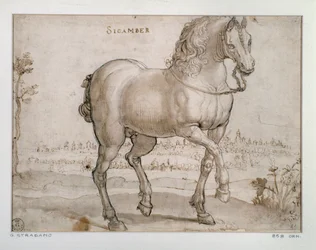 Studie för en sicamberhäst Teckning av Giovanni Stradano (Jan van der Straet) (1523-1605) Florens, Institutionen för tryck och teckningar, Uffizi (kontor)
