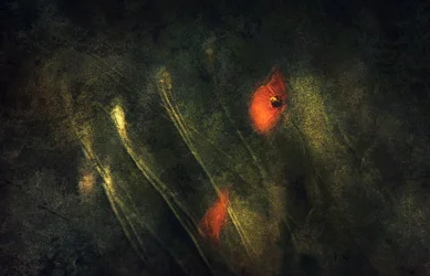 Abstrakta röda vallmor