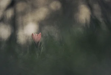 Drömsk rosa blomma