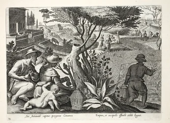 Jaktvaktel, illustration från 