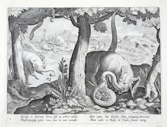 Orm som används vid elefantjakt, illustration från 