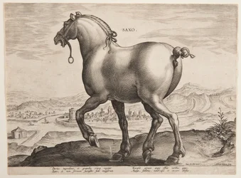 A Saxon Horse, från den första uppsättningen av "Equile Joannis Austriaci"