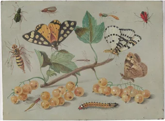 Studie av fjäril och insekter, ca 1655 (olja på koppar)